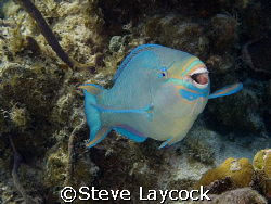 Queen parrotfish - living proof that chomping coral is go... by Steve Laycock 